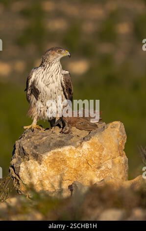 Una maestosa aquila di Bonelli si erge orgogliosamente su un arroccato nei paesaggi naturali di Valencia. Il sole che tramonta proietta un caldo bagliore, evidenziando il Foto Stock