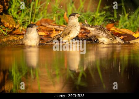 Due cappelline nere (Sylvia atricapilla), identificate dal loro caratteristico piumaggio grigio e dal cappuccio nero sul maschio, vengono catturate mentre si fa un bagno rinfrescante Foto Stock