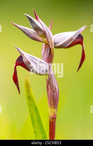 Immagine ravvicinata della rara orchidea Serapias lingua, che mostra i suoi sorprendenti petali rossi e bianchi su un morbido sfondo verde. Foto Stock