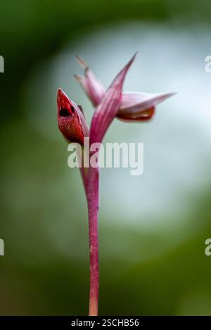 Questa immagine cattura la delicata bellezza di un'orchidea Serapias, in piedi snella in mezzo a una morbida vegetazione, con sfumature viola uniche e complesse Foto Stock