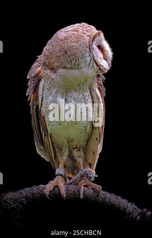 Ritratto del gufo del fienile occidentale su sfondo nero Foto Stock
