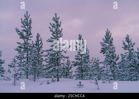 Pini innevati si ergono alti sotto un cielo sereno e nuvoloso nella Lapponia svedese. Il tranquillo paesaggio cattura la fredda bellezza e la tranquillità di un Foto Stock