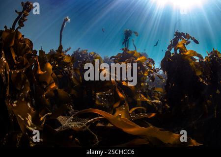 Una scena subacquea di una foresta di alghe (Ecklonia maxima) in acque limpide con le foglie marroni vicino alla fotocamera e i raggi del sole brillano nell'acqua Foto Stock