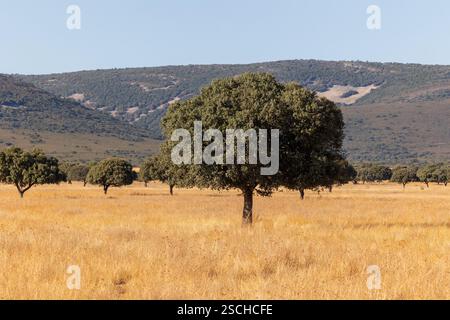 Maestosi alberi di quercia sparsi per le praterie dorate del Parco Nazionale di Cabaneros ai piedi di Montes de Toledo in Spagna, catturando l'esse Foto Stock