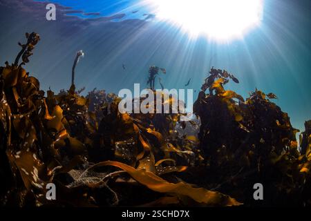 Una scena subacquea di una foresta di alghe (Ecklonia maxima) in acque limpide con le foglie marroni vicino alla fotocamera e i raggi del sole brillano nell'acqua Foto Stock