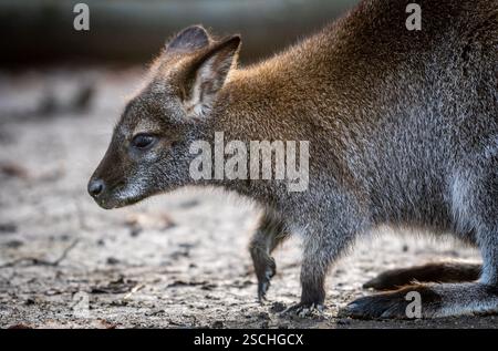Un'immagine ravvicinata che cattura i dettagli della pelliccia di un giovane wallaby paludoso e le caratteristiche facciali mentre si muove su una superficie ruvida. Foto Stock