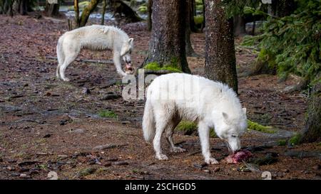 Due lupi artici vagano in una foresta; uno si nutre di carne mentre l'altro esplora i dintorni smorzati dal fogliame sparso. Foto Stock