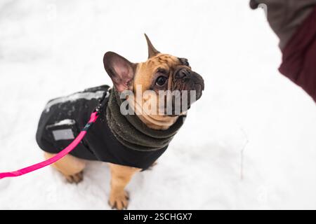 Un bulldog francese che indossa un cappotto nero e una sciarpa verde guarda con attenzione mentre è seduto su un terreno innevato. Il vivace guinzaglio rosa aggiunge un tocco di colore. Foto Stock