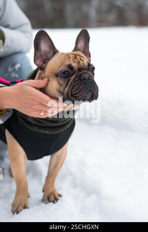 Un bulldog francese, vestito calorosamente, sta nella neve. Una persona tiene delicatamente il viso, mostrando le adorabili caratteristiche del cane sullo sfondo invernale Foto Stock