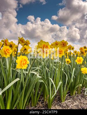 bellissimi narcisi gialli nel campo delle lampadine con un cielo nuvoloso blu sullo sfondo Foto Stock