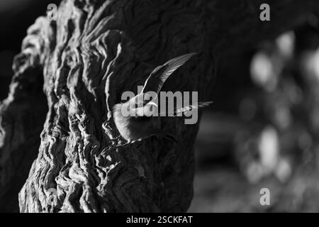 Il piccolo mangiapezzi mono decolla dall'albero Foto Stock