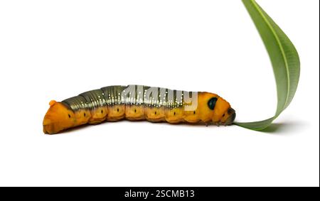Grande falena di Oleander Hawk caterpillar che mangia foglie di oleandro verde isolate su sfondo bianco, macro Foto Stock