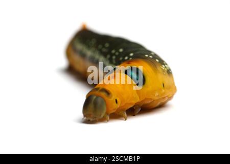 Large Oleander Hawk falena caterpillar isolata su sfondo bianco, macro Foto Stock