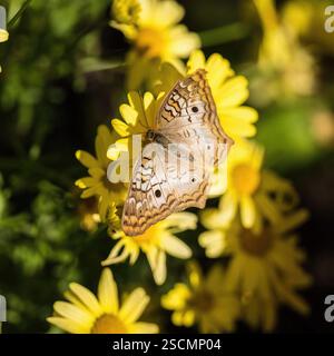 Farfalla su fiori gialli: Una farfalla con ali splendidamente fantasiose si appoggia su fiori gialli luminosi, che esaltano lo sfondo floreale. Foto Stock