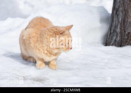 Il grasso gatto rosso passeggiate nella neve. Foto Stock