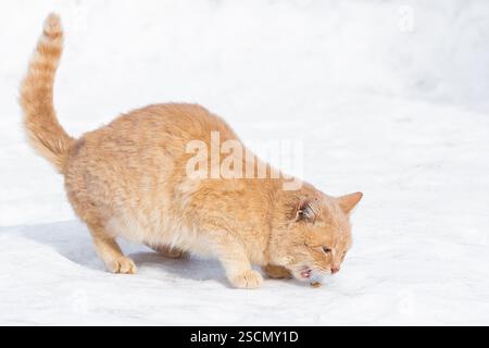 Il grasso gatto rosso passeggiate nella neve. Foto Stock