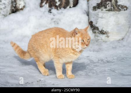 Il grasso gatto rosso passeggiate nella neve. Foto Stock
