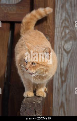 Il grasso gatto rosso passeggiate nella neve. Foto Stock