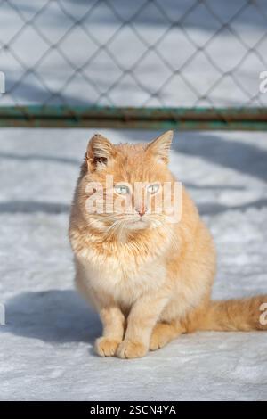 Il grasso gatto rosso passeggiate nella neve. Foto Stock