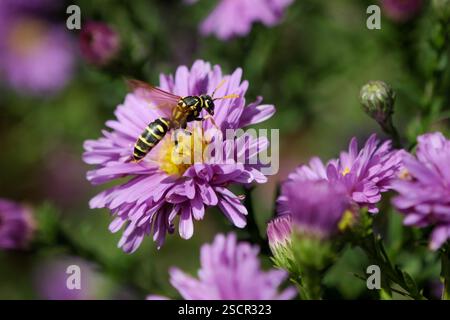 Apnea su un fiore viola in un giardino, vista ravvicinata. Foto Stock