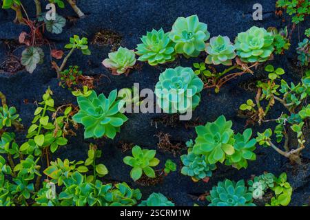 Echeveria secunda e altre piante succulente esposte su una superficie scura, evidenziandone forme e colori unici. Foto Stock