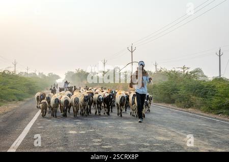 Mandria di pecore che passeggiano per strada da un pastore nella prima mattinata viene scattata l'immagine di Tharad Gujarat il 10 gennaio 2025. Foto Stock