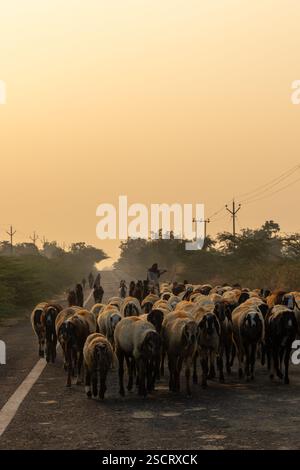 mandria di pecore che passeggiano per strada in un pastore la mattina presto Foto Stock