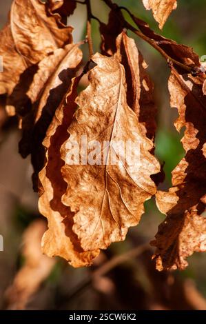 Vista ravvicinata di diverse foglie marroni essiccate aggrappate ai rami. Le foglie sono di varie sfumature di marrone chiaro e scuro, Foto Stock