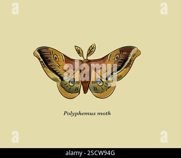 Antheraea polyphemus o Polifemus, è un membro nordamericano della famiglia Saturniidae. È di colore marrone e ha un'apertura alare media di 15 cm (6 pollici). Prende il nome dal ciclope Polifemo nella mitologia greca e si trova in tutto il Canada meridionale e negli Stati Uniti. Foto Stock