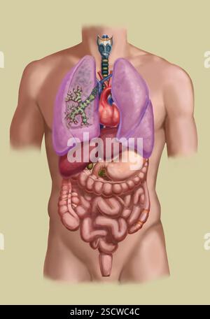 Anatomia umana con una sezione trasversale dei polmoni, che mostra bronchi. I bronchi conducono passaggi utilizzati per trasportare l'aria nei polmoni. Foto Stock