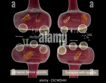 Illustrazione che confronta il modo in cui i neurotrasmettitori sono influenzati dagli oppioidi durante una sinapsi. Foto Stock