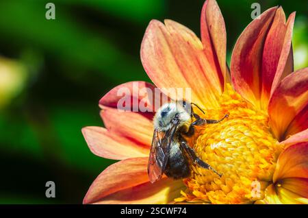 Primo piano di un bumblebee che raccoglie nettare da un vivace fiore arancione e giallo, mostrando l'impollinazione in natura. Foto Stock