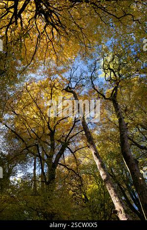 Guardando in alto il Beech Woodland Canopy in autunno, Tanat Valley, Powys, Galles, Regno Unito Foto Stock