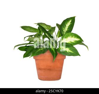 Pianta tropicale verde di Dieffenbachia in vaso di terracotta intaglio isolato su bianco Foto Stock