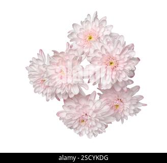 Gruppo di crisantemi rosa pastello chiaro fiori taglio isolato su bianco Foto Stock