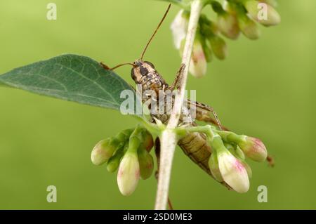 La locusta italiana, o locust oasi, o locus italiano (latino: Calliptamus italicus) è una specie di insetto della famiglia delle locuste (Acrididae) Foto Stock