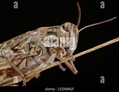 La locusta italiana, o locust oasi, o locus italiano (latino: Calliptamus italicus) è una specie di insetto della famiglia delle locuste (Acrididae) Foto Stock