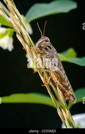 La locusta italiana, o locust oasi, o locus italiano (latino: Calliptamus italicus) è una specie di insetto della famiglia delle locuste (Acrididae) Foto Stock