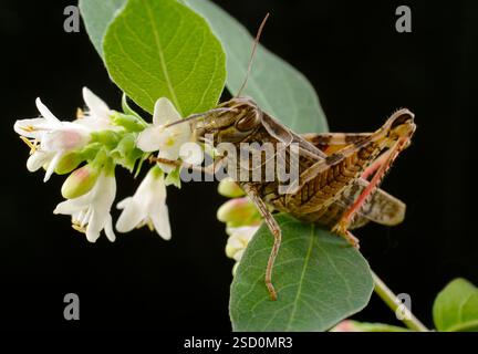 La locusta italiana, o locust oasi, o locus italiano (latino: Calliptamus italicus) è una specie di insetto della famiglia delle locuste (Acrididae) Foto Stock