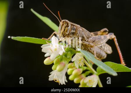 La locusta italiana, o locust oasi, o locus italiano (latino: Calliptamus italicus) è una specie di insetto della famiglia delle locuste (Acrididae) Foto Stock