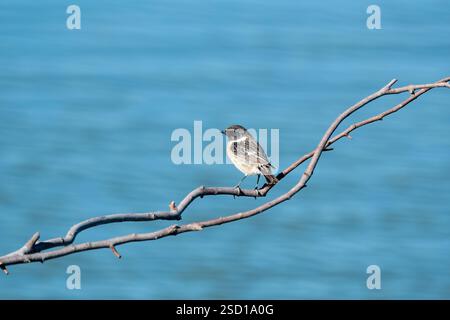 La pietra europea, Saxicola rubicola, arroccata su un ramo asciutto su uno sfondo di acque blu calme, Delta dell'Ebro, Catalogna, Spagna Foto Stock
