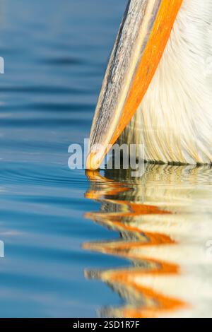 Pelicano dalmata (Pelecanus crispus), primo piano di becco riflesso nell'acqua, lago Kerkini, Grecia, gennaio 2017 Foto Stock