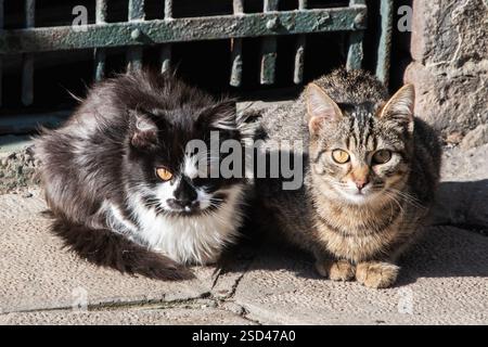 Due gatti randagi seduti sul marciapiede della città vecchia nella giornata di sole Foto Stock