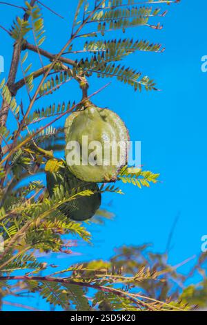 Il baccello di semi che è il frutto dell'albero di Jacaranda Foto Stock