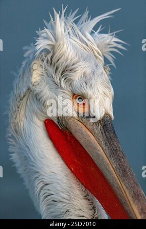 Pellicano dalmata (Pelecanus crispus), Ritratto, vista laterale, Grecia, lago Kerkini Foto Stock
