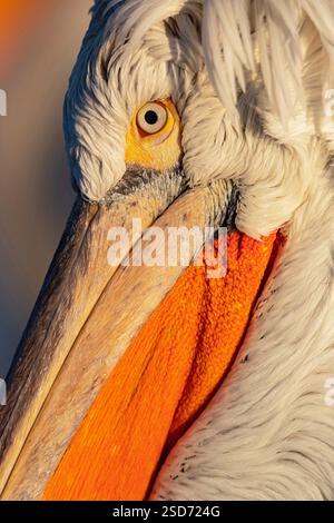Pellicano dalmata (Pelecanus crispus), Ritratto, vista laterale, Grecia, lago Kerkini Foto Stock