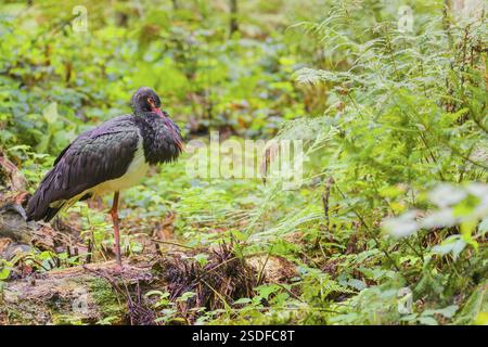 Una cicogna nera adulta, Ciconia Nigra, si trova nel fitto sottobosco di una foresta Foto Stock