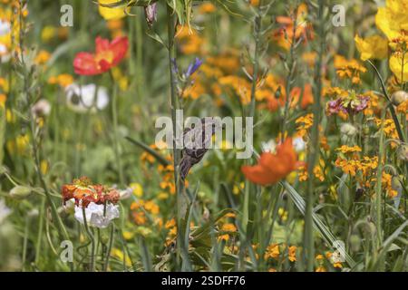 Una femmina passera domestica (Passer domesticus) che raccoglie insetti in un campo fiorito di papavero (spec. Papaver) durante il periodo di riproduzione Foto Stock