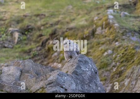 Un gufo tawny o un gufo marrone (Strix aluco) seduto su una roccia e in cerca di preda Foto Stock