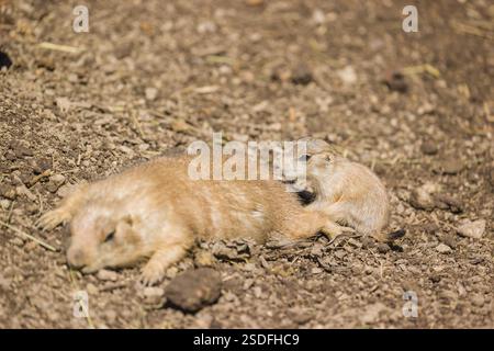 Un cane adulto della prateria dalla coda nera e un cucciolo (di 2 settimane) (Cynomys ludovicianus) riposano su un terreno sabbioso in una luminosa giornata di sole Foto Stock